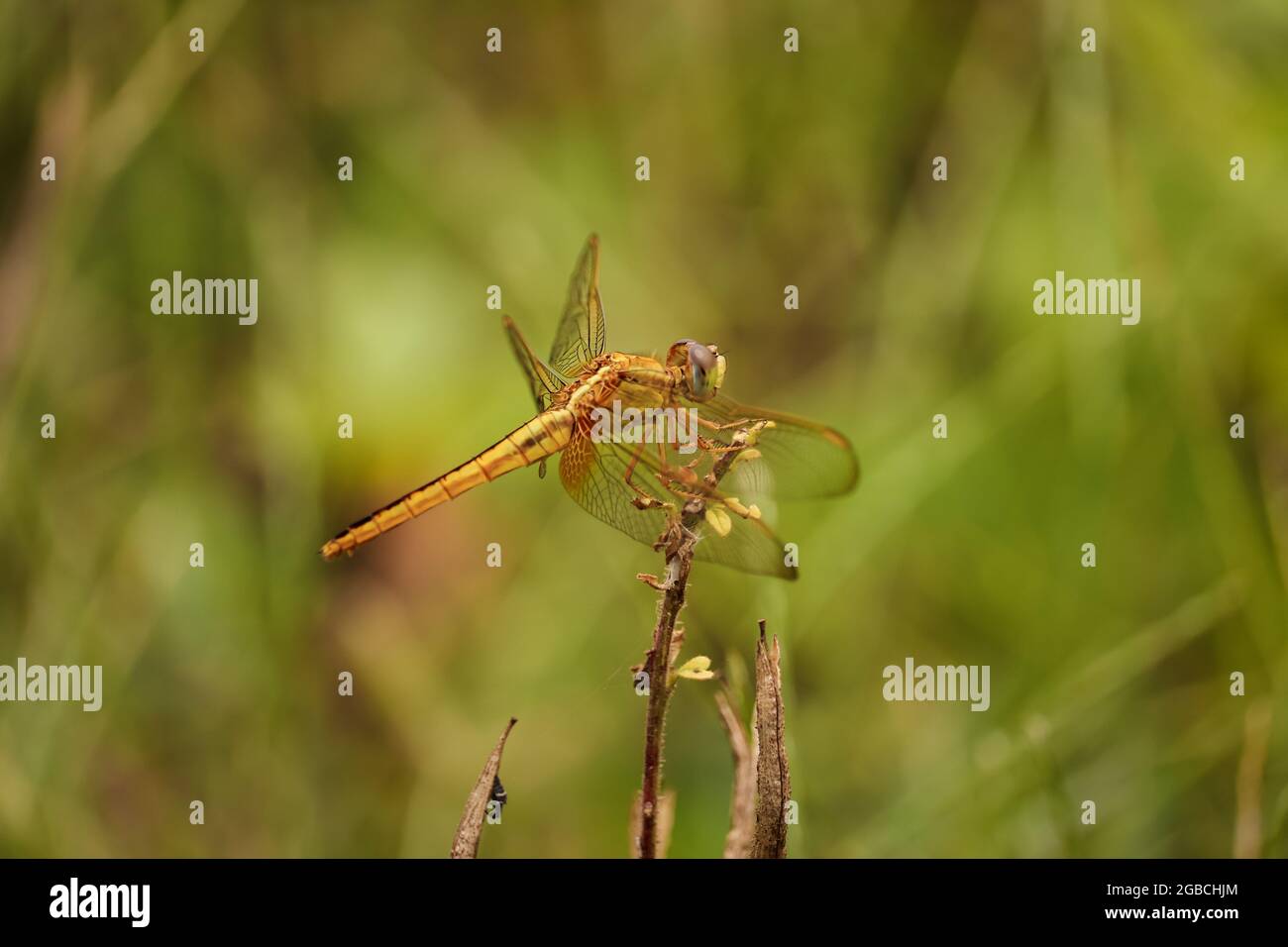 Dragonfly seduto sul fiore, Dragonfly rosso Foto Stock