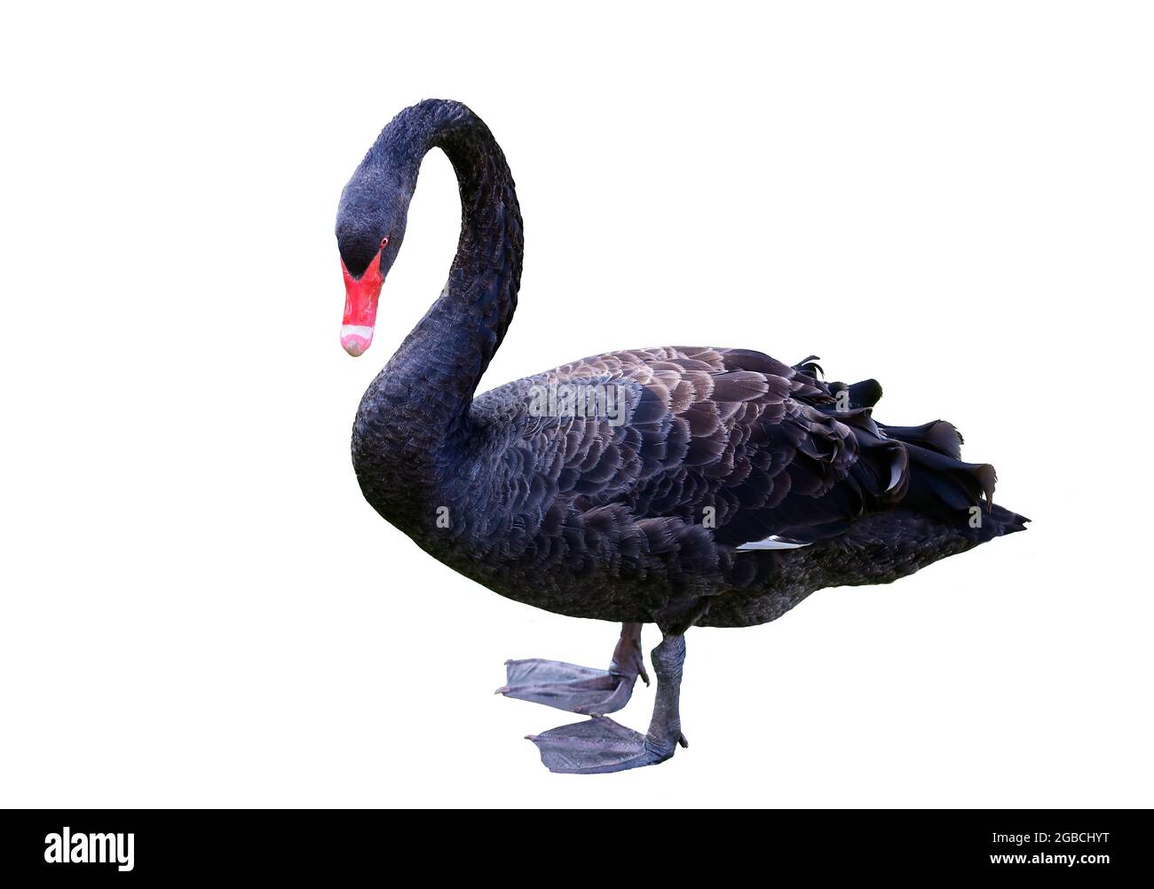 Il cigno nero nativo australiano Cygnus atratus che si staglia fuori dell'acqua su uno sfondo bianco Foto Stock