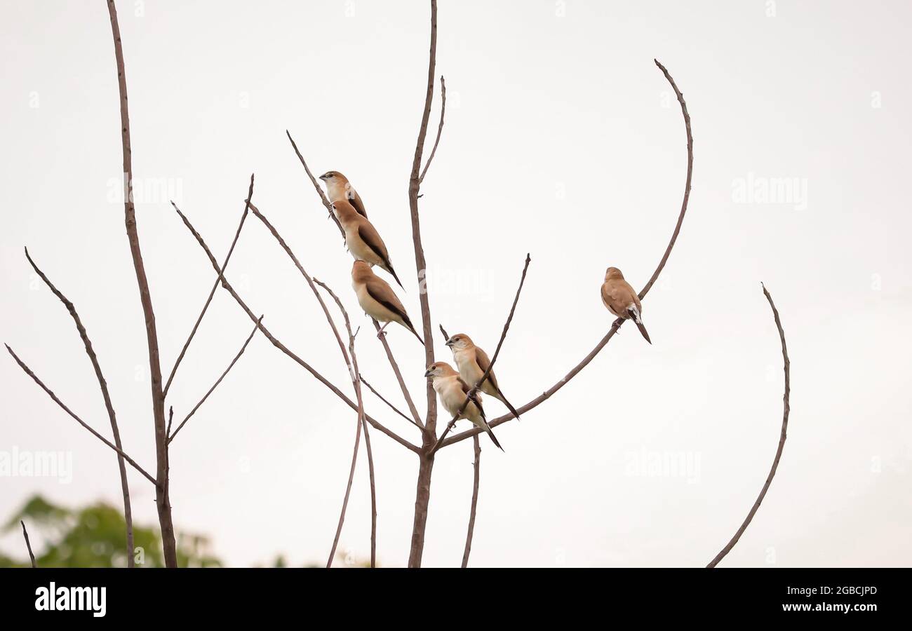 Uccelli seduti sul ramo dell'albero Foto Stock