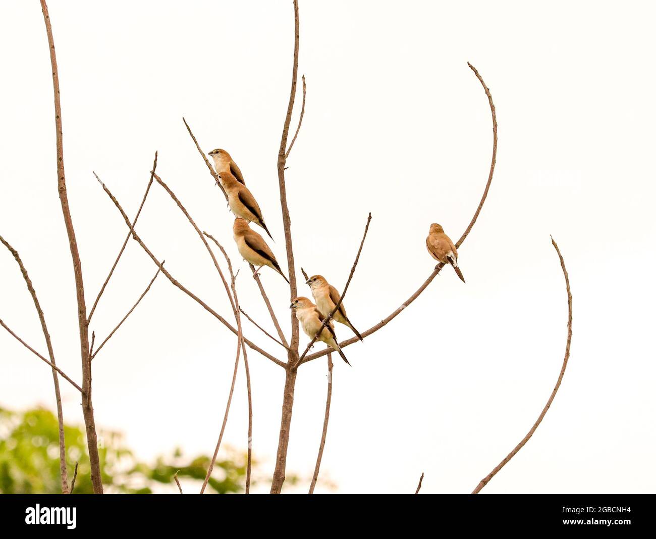 Gli uccelli seduti sulla struttura ad albero Foto Stock