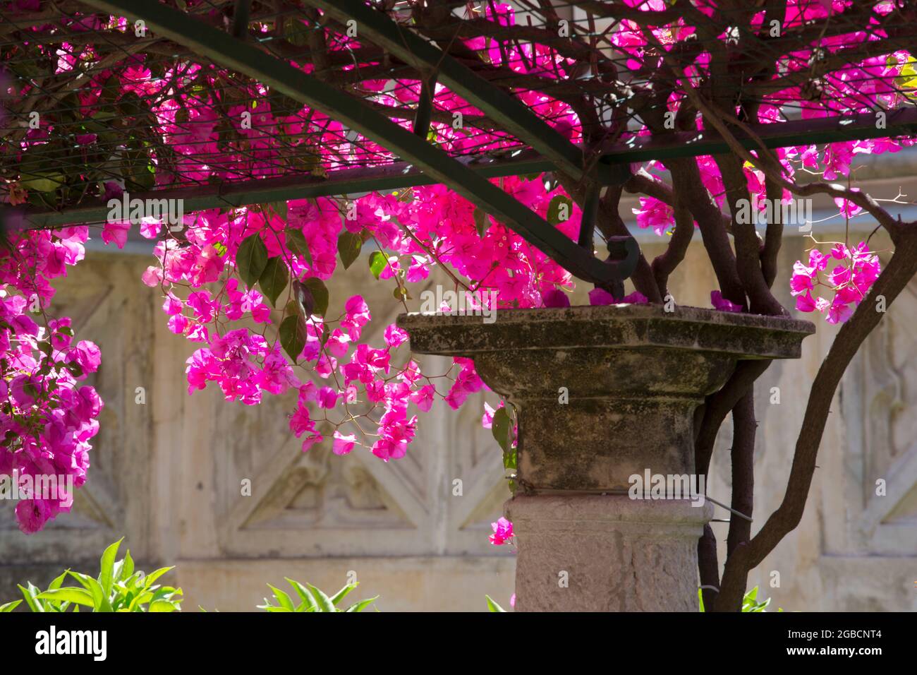 Taormina, Messina, Sicilia, Italia. Colonna di pietra e capitale sotto il baldacchino di bougainvillea rosa nei giardini del Grand Hotel Timeo, Via Teatro Greco. Foto Stock