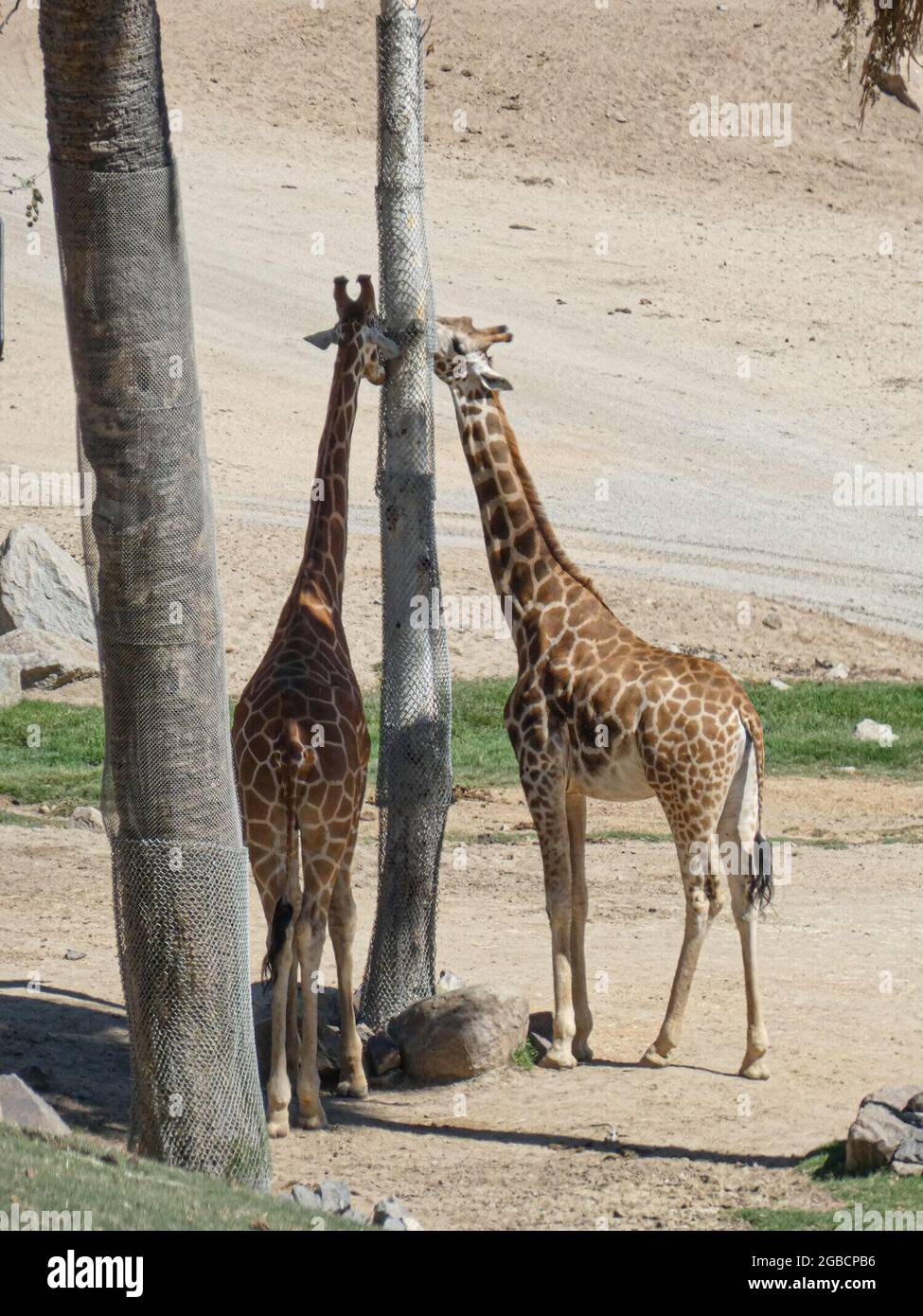 2 agosto 2021, San Diego, USA: (INT) il San Diego Zoo Safari Park emerge come una risorsa globale di protezione della fauna selvatica. 2 agosto 2021, Escondido, CA, Stati Uniti: L'esteso San Diego Zoo Safari Park Wildlife Sanctuary 34 di 1800 acri a est di San Diego ospita oltre 12,000 animali rari e a rischio di estinzione, che rappresentano oltre 650 specie e sottospecie. La riserva naturale ospita alcuni dei più rari e osservati al mondo, insieme a enormi mandrie, greggi e pridi di specie di uccelli e mammiferi incontrati in un'unica posizione protetta ovunque. Foto Stock