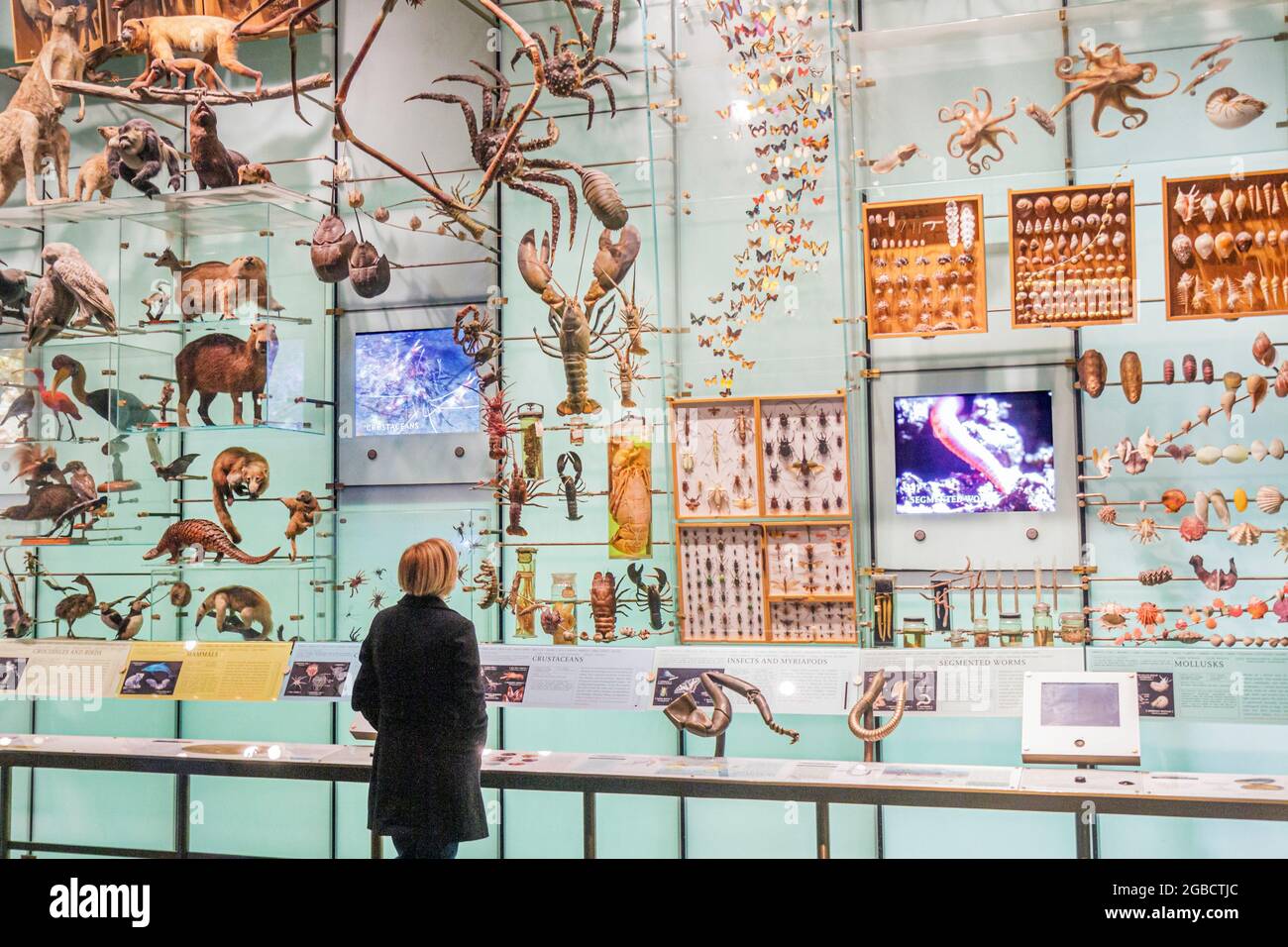 New York City, New York NYC Manhattan Uptown, Central Park West American Museum of Natural History, mostra interattiva di specie di biodiversità esemplari, Woman fe Foto Stock