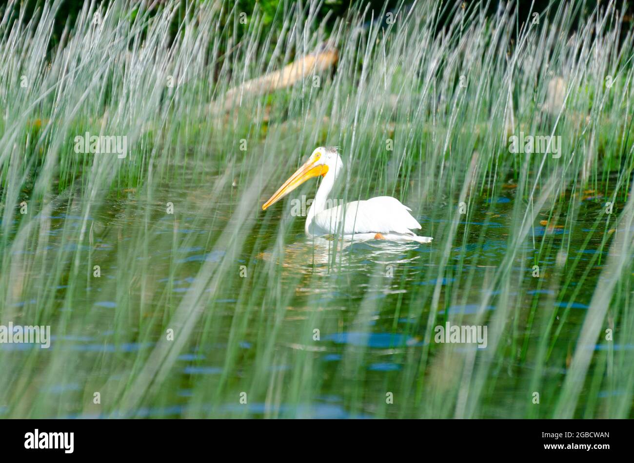 Pelican al Lago dei Bambini nel Parco Provinciale Duck Mountian, Manitoba Foto Stock