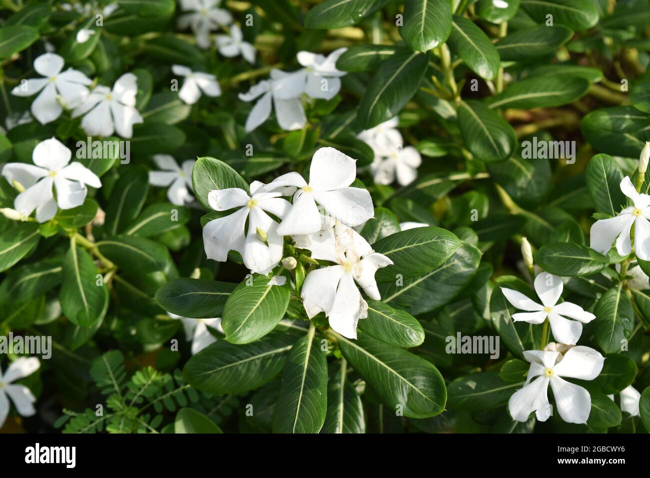 Immagine di Closeup dei fiori bianchi indiani Foto Stock