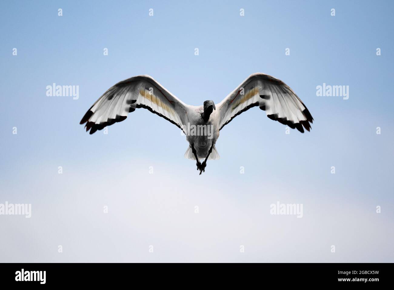 Ibis in volo visto dalla parte anteriore Foto Stock