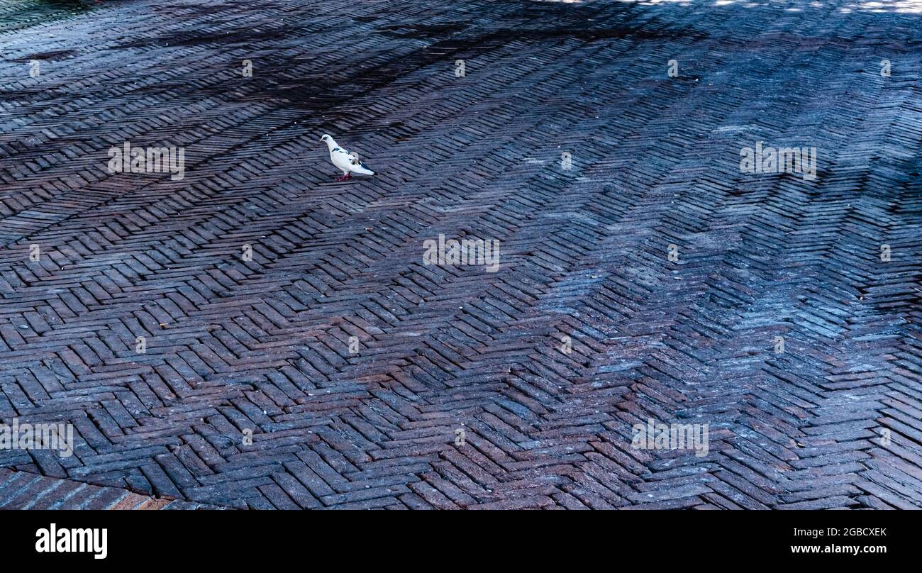 piccione bianco su pavimentazione in mattoni rossi Foto Stock