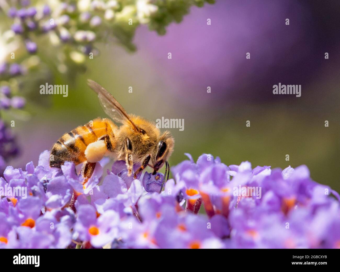 Honey Bee, Apis mellifera, appollaiato su un fiore in un giardino britannico, estate 2021 Foto Stock