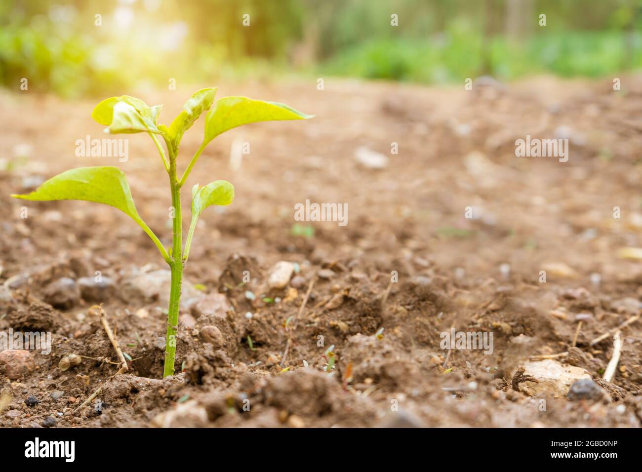 Pianta giovane che cresce in giardino di suolo con luce solare al Sunset.Environmental Green eco concetto. Foto Stock