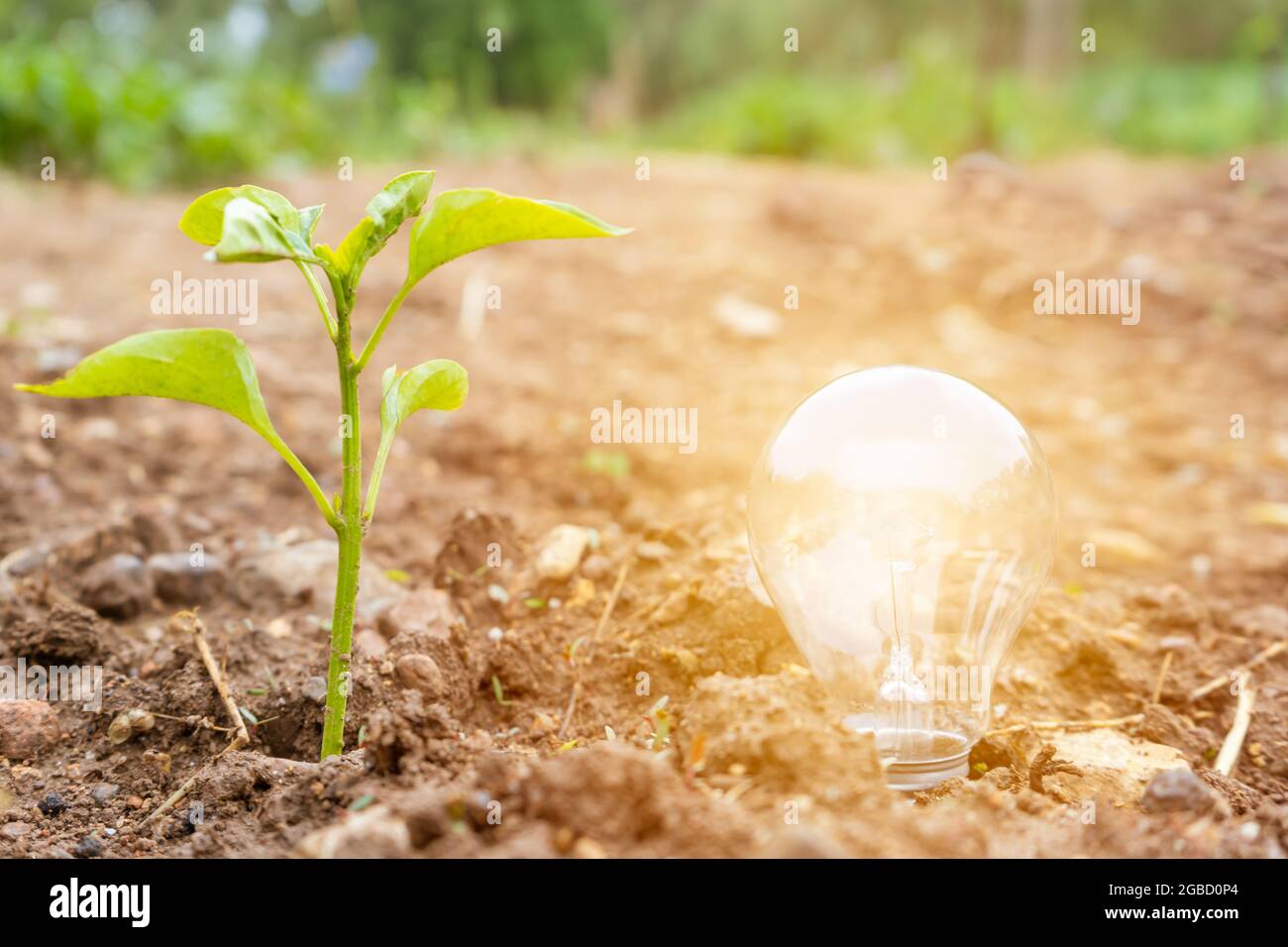 Ecologia amichevole e ambiente Concept.Light bulbo incandescente con pianta verde piccola su suolo Foto Stock