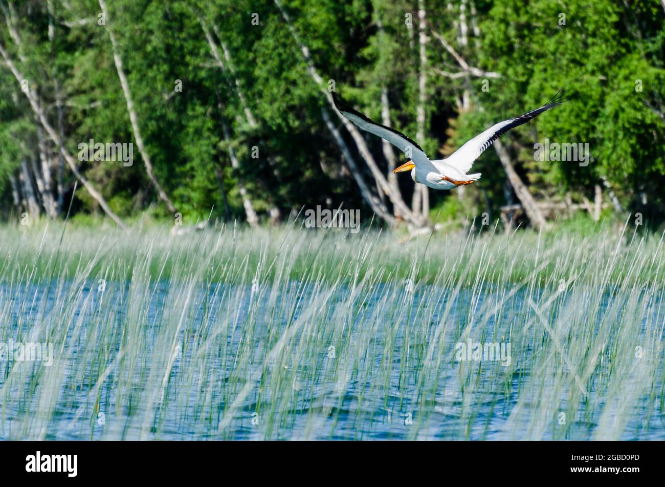 Pelican che sorvola il lago per bambini, Duck Mountain Provincial Park, Manitoba, Canada Foto Stock