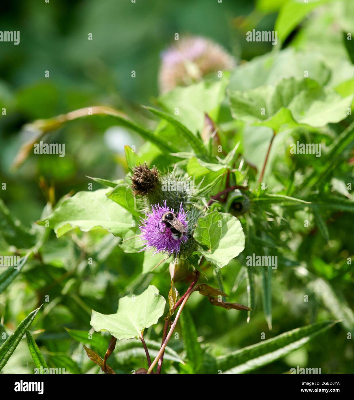 Bumblebee (Bombus SPP) che si nuce a un fiore di cardo scozzese (Onopordum acanthium) Foto Stock