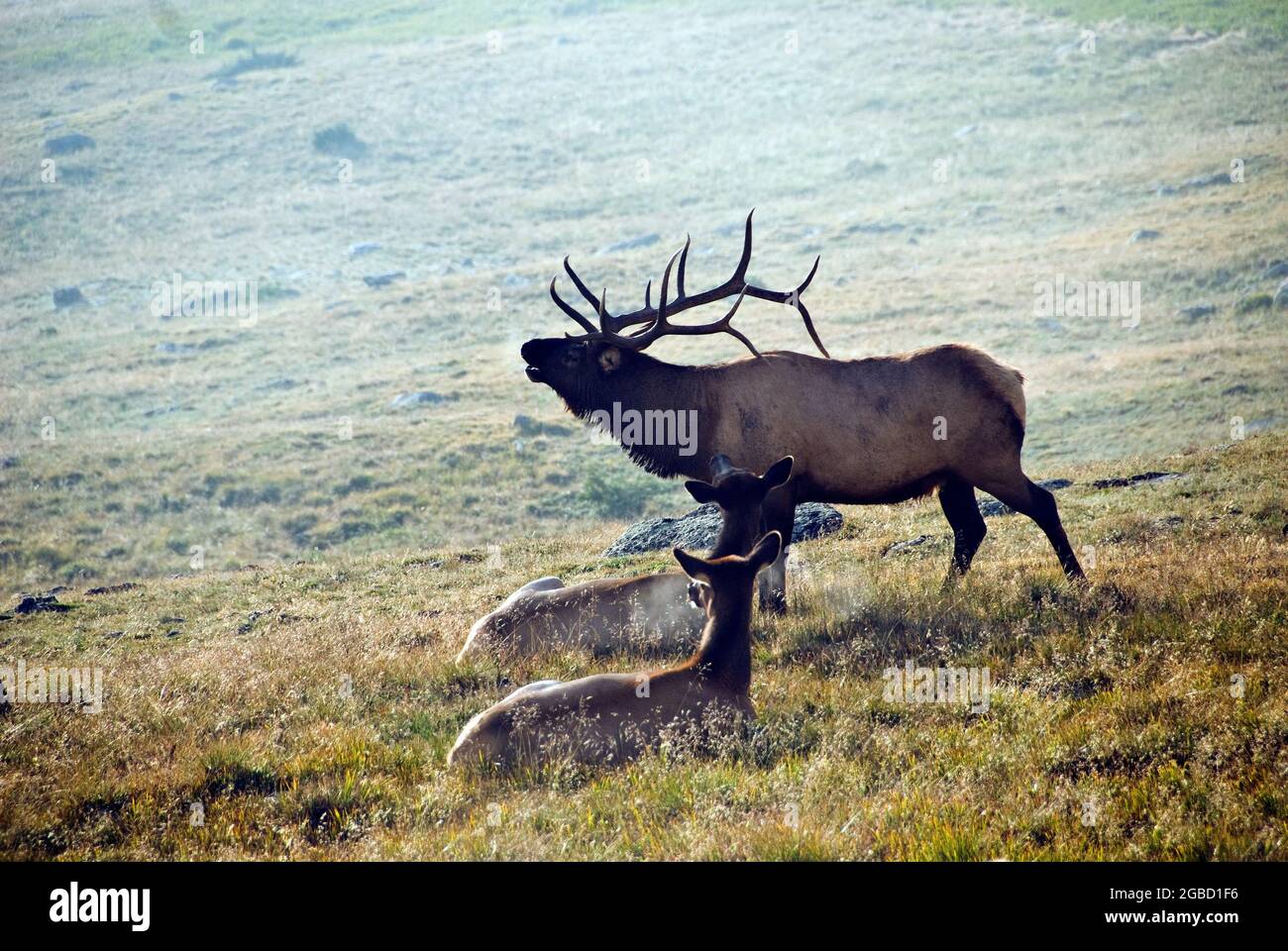 Bellowing bull Elk in nebbia a 12.000 metri, Rocky Mountain National Park, Colorado Foto Stock