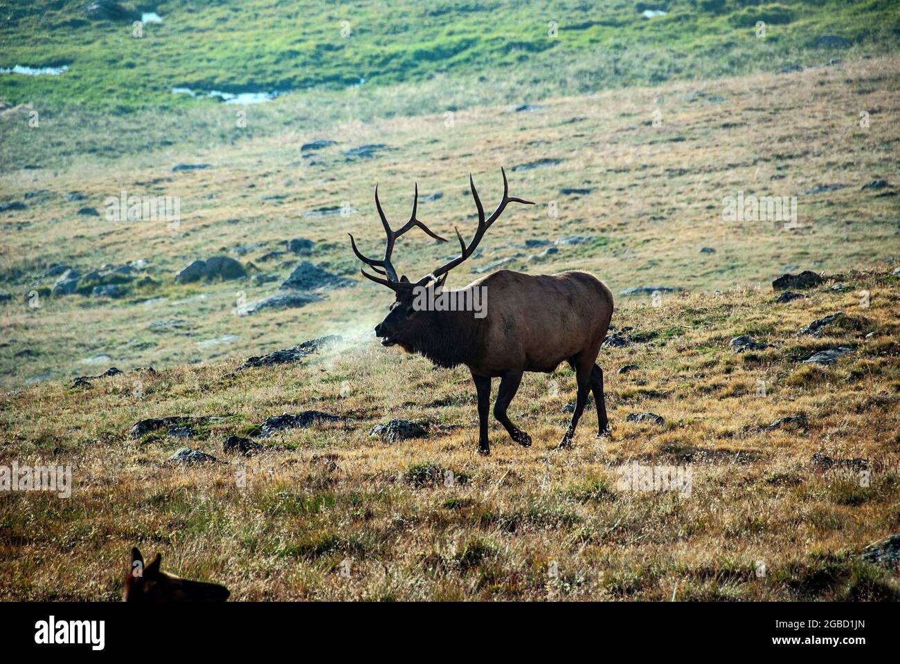 Belowing bull Elk a 12,000 metri circa, Rocky Mountain National Park, Colorado Foto Stock