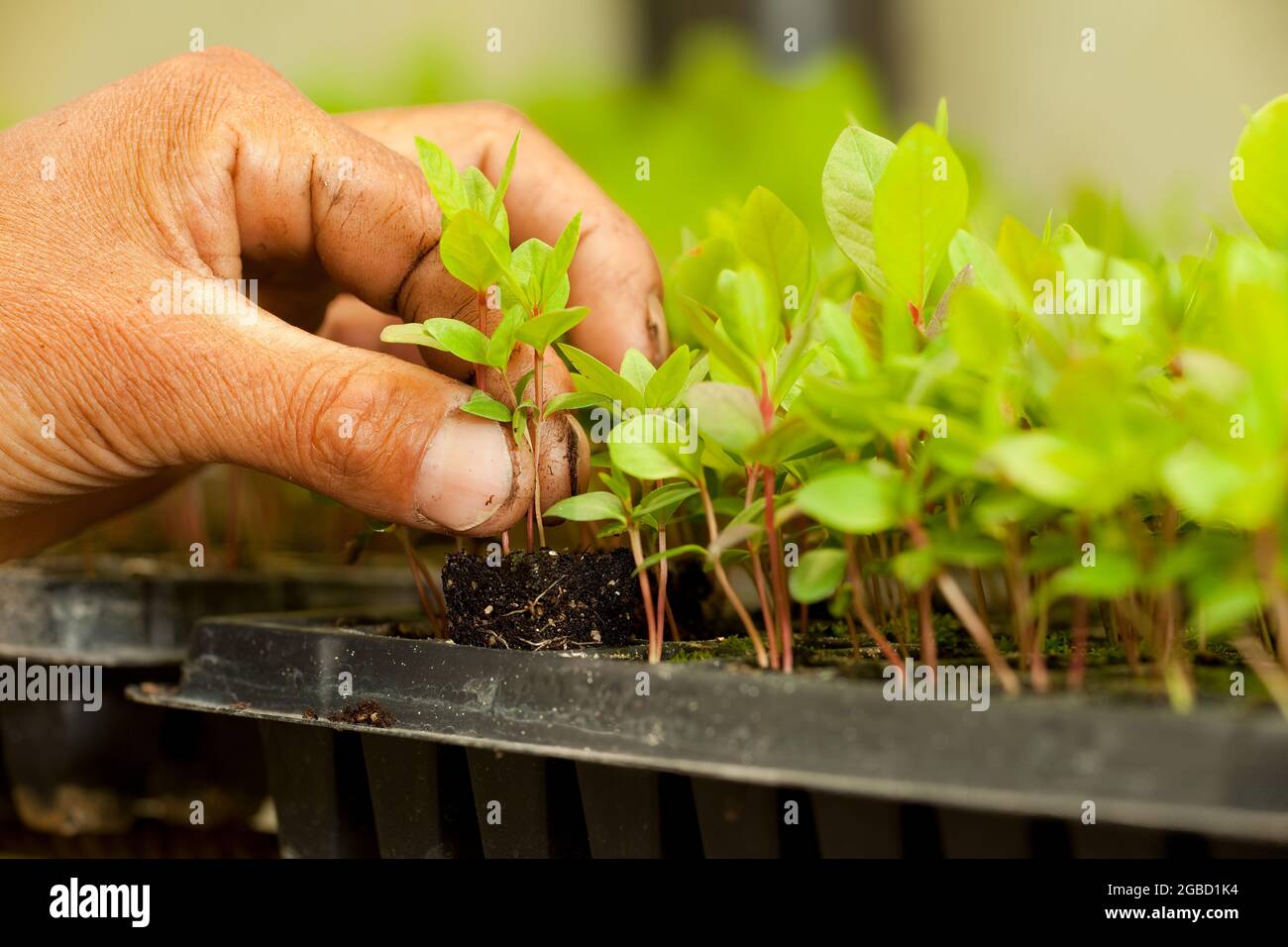 Una mano dei coltivatori che tiene una pianta germogliata in una serra. Foto Stock