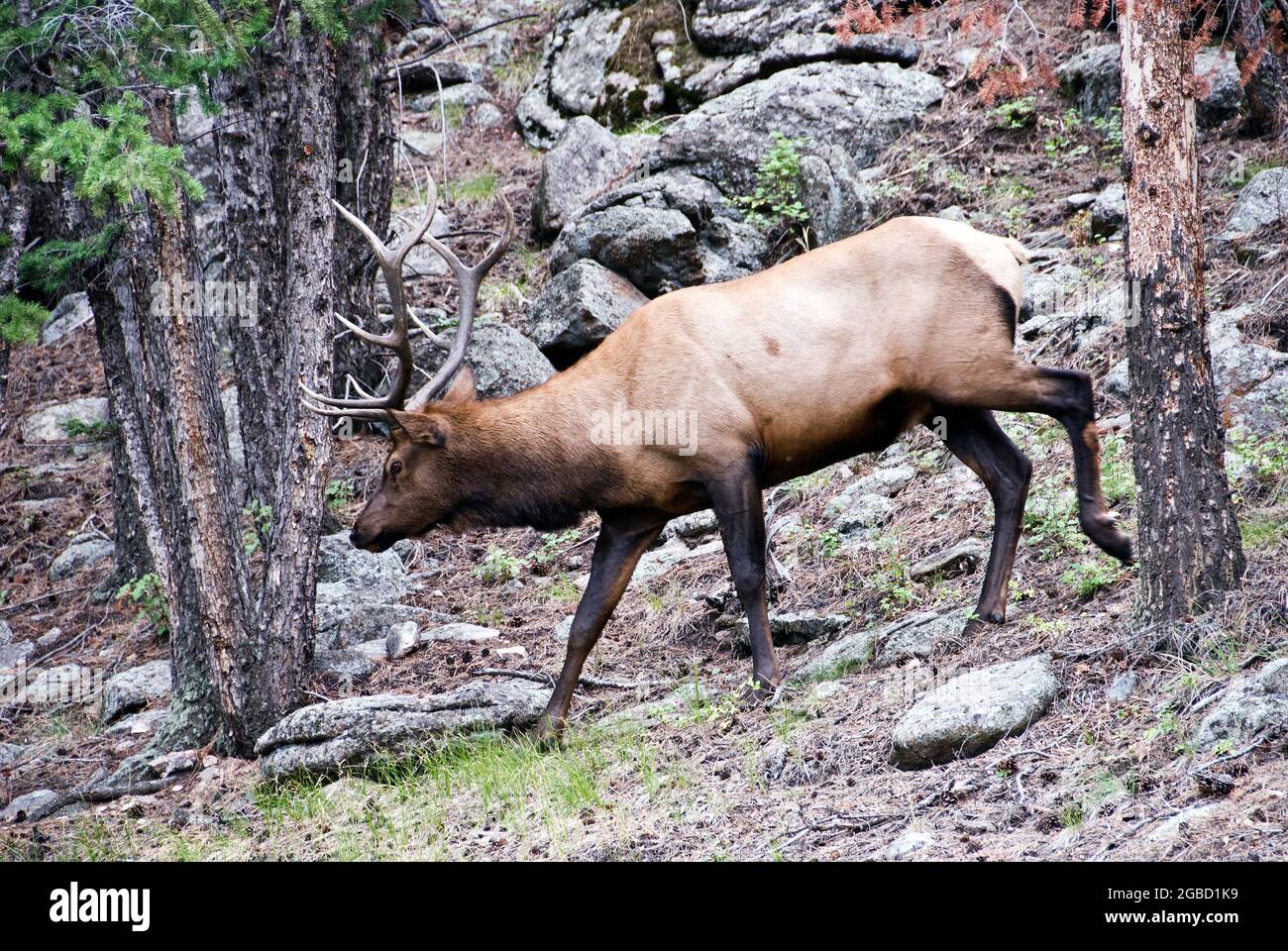 Bull Elk, Rocky Mountain National Park, Colorado Foto Stock