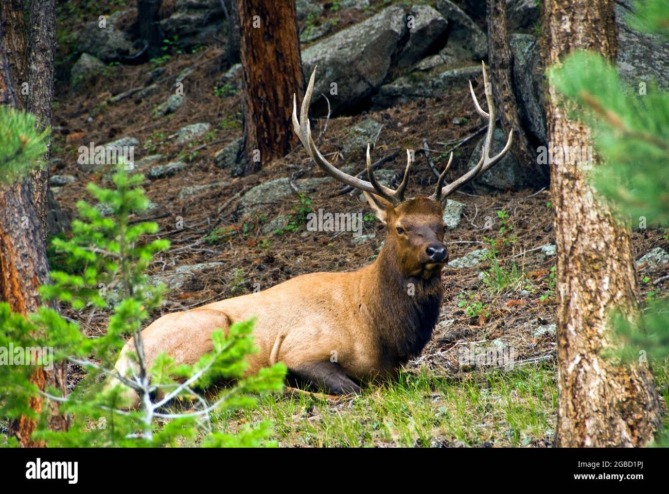 Bull Elk, riposo, Rocky Mountain National Park, Colorado Foto Stock