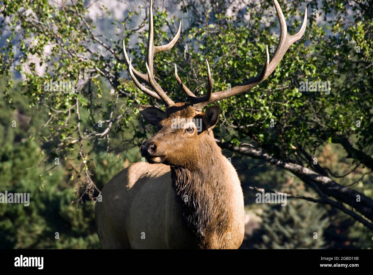 Bull Elk, Rocky Mountain National Park, Colorado Foto Stock