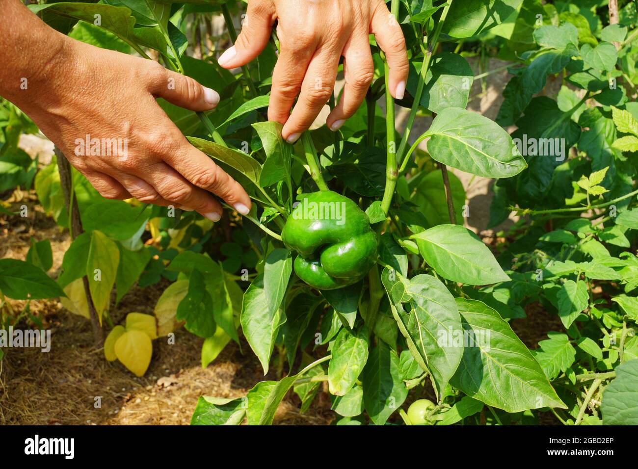 Coltivazione biologica. Pepe verde. Presentazione della pianta nel giardino domestico. Foto Stock
