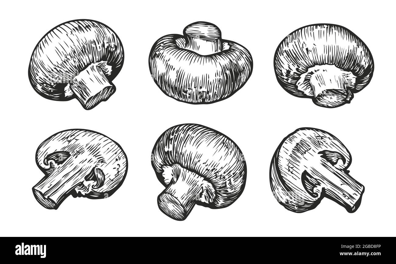 Funghi champignons isolati su sfondo bianco. Illustrazione vettoriale dello schizzo disegnata a mano Illustrazione Vettoriale