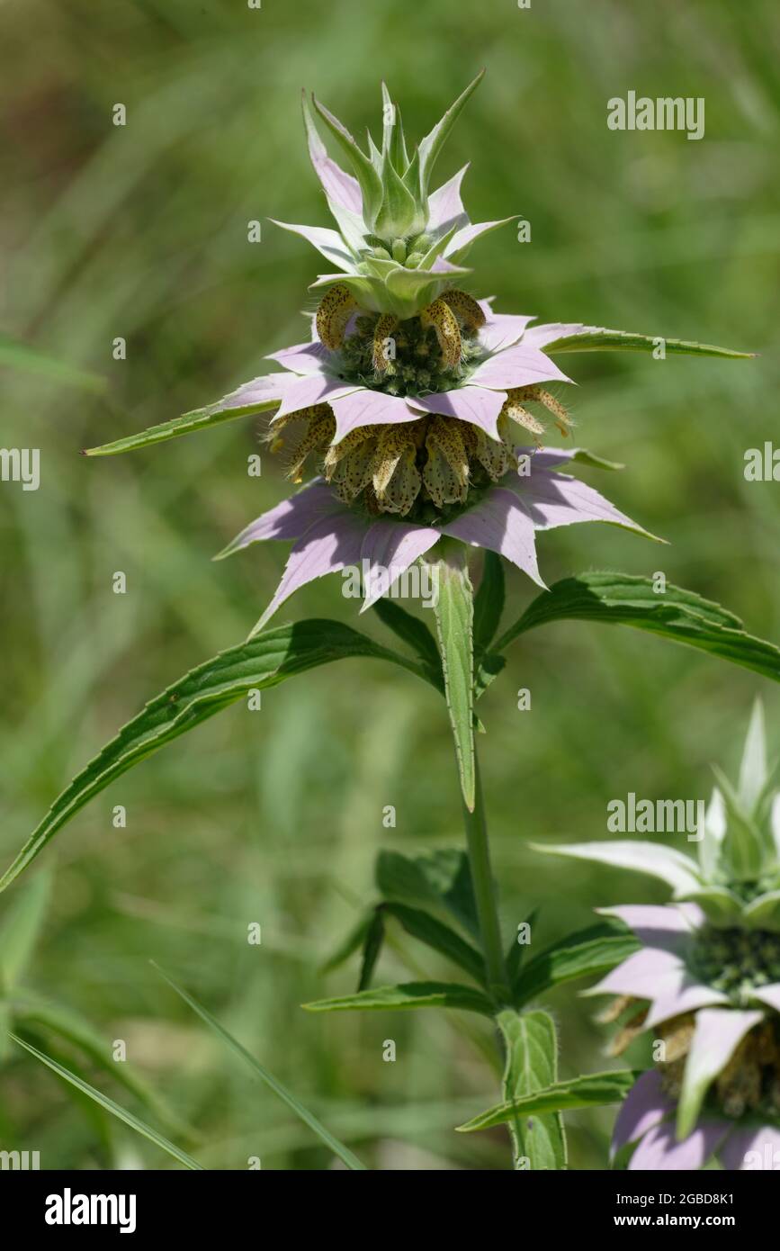 Beebalm macchiato Foto Stock