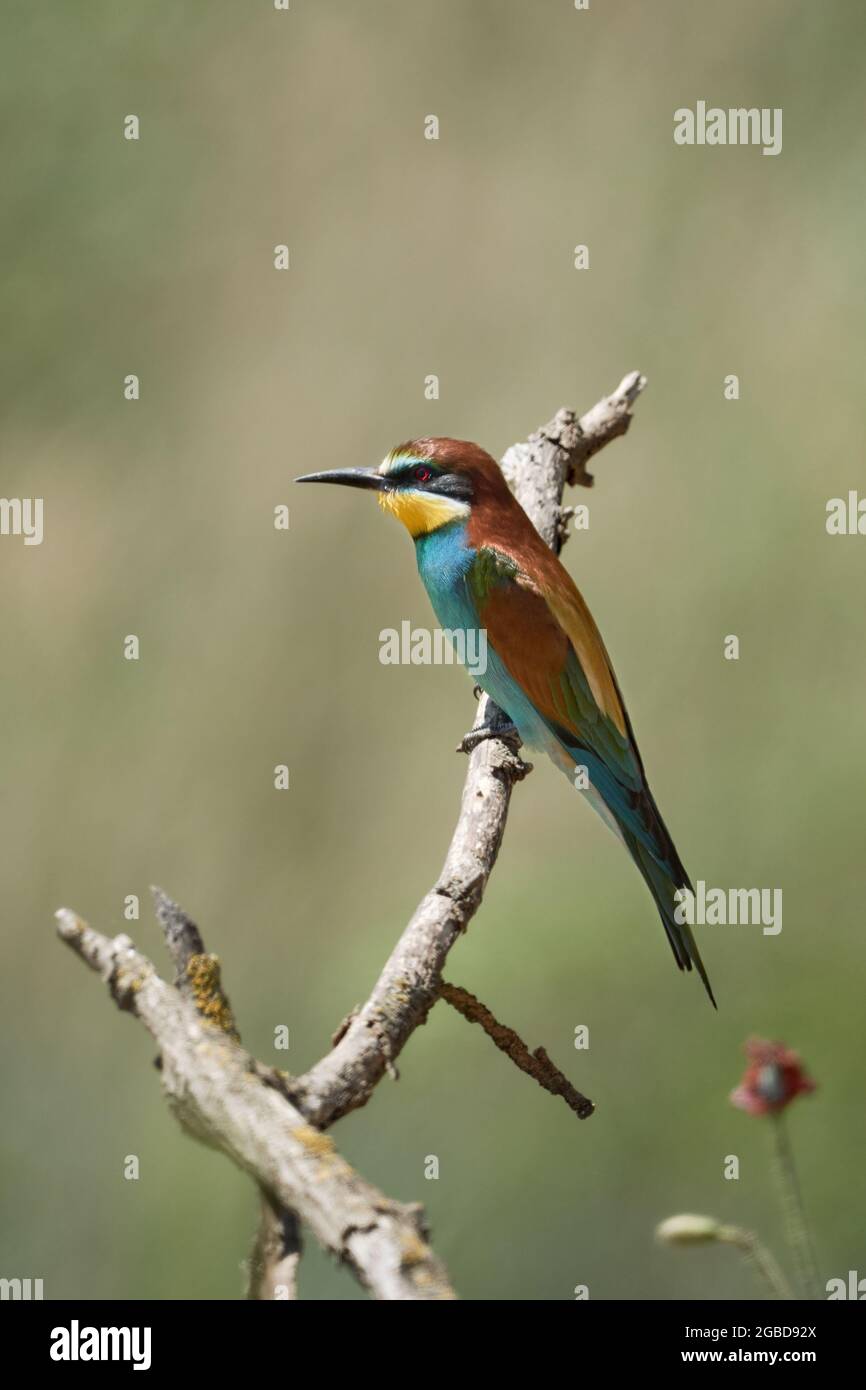 Vista laterale di un uccello colorato (ape-eater europeo, apiaster Merops) appollaiato su un ramo Foto Stock