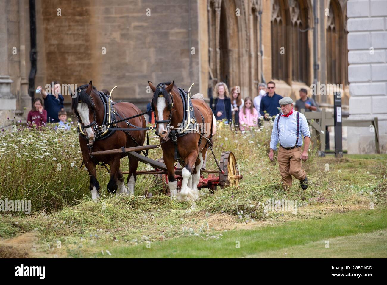 La foto del 2 agosto mostra i cavalli shire che raccolgono il prato di fiori selvatici al King's College Cambridge lunedì. Il magnifico prato di fiori selvatici del King’s College di Cambridge è stato tradizionalmente raccolto oggi (Mon) – con l’aiuto di due cavalli Shire. Sembrava una scena di un dipinto di John Constable di questa mattina, mentre i due cavalli pesanti contribuirono a tagliare il nuovo prato, che di recente sostituì il famoso prato ben curato del college. I cavalli gireranno e caricheranno il fieno su un tradizionale wain più tardi nella settimana, con le balle che vengono utilizzate per creare più prati di fiori selvatici attraverso Foto Stock