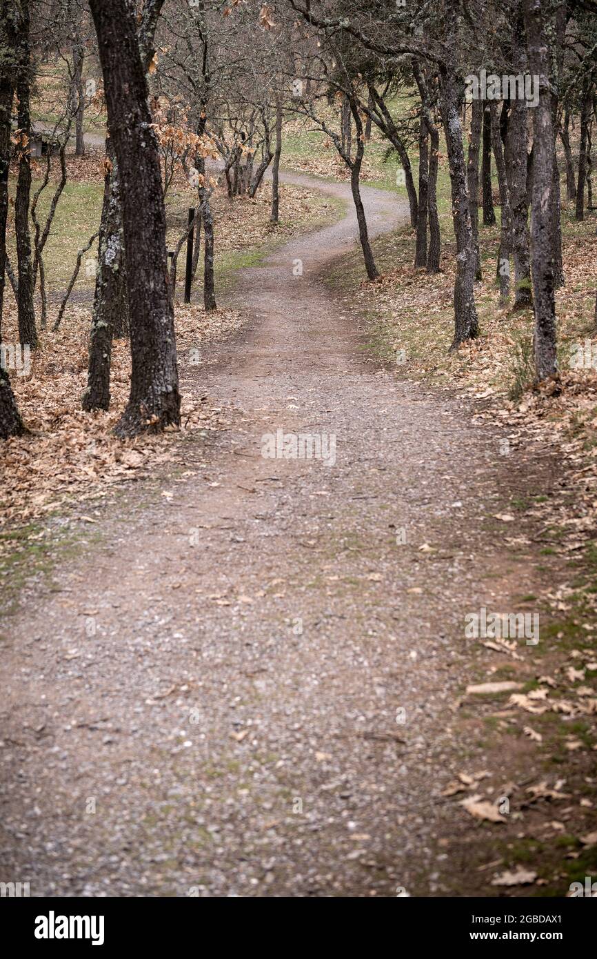strada forestale all'interno di una foresta di querce in inverno Foto Stock