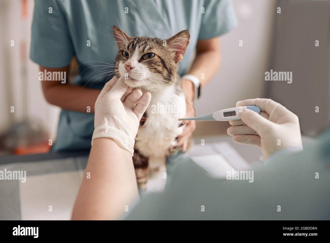 Il medico prende la temperatura del gatto con l'aiuto dell'assistente nel closeup dell'ufficio della clinica del veterinario Foto Stock