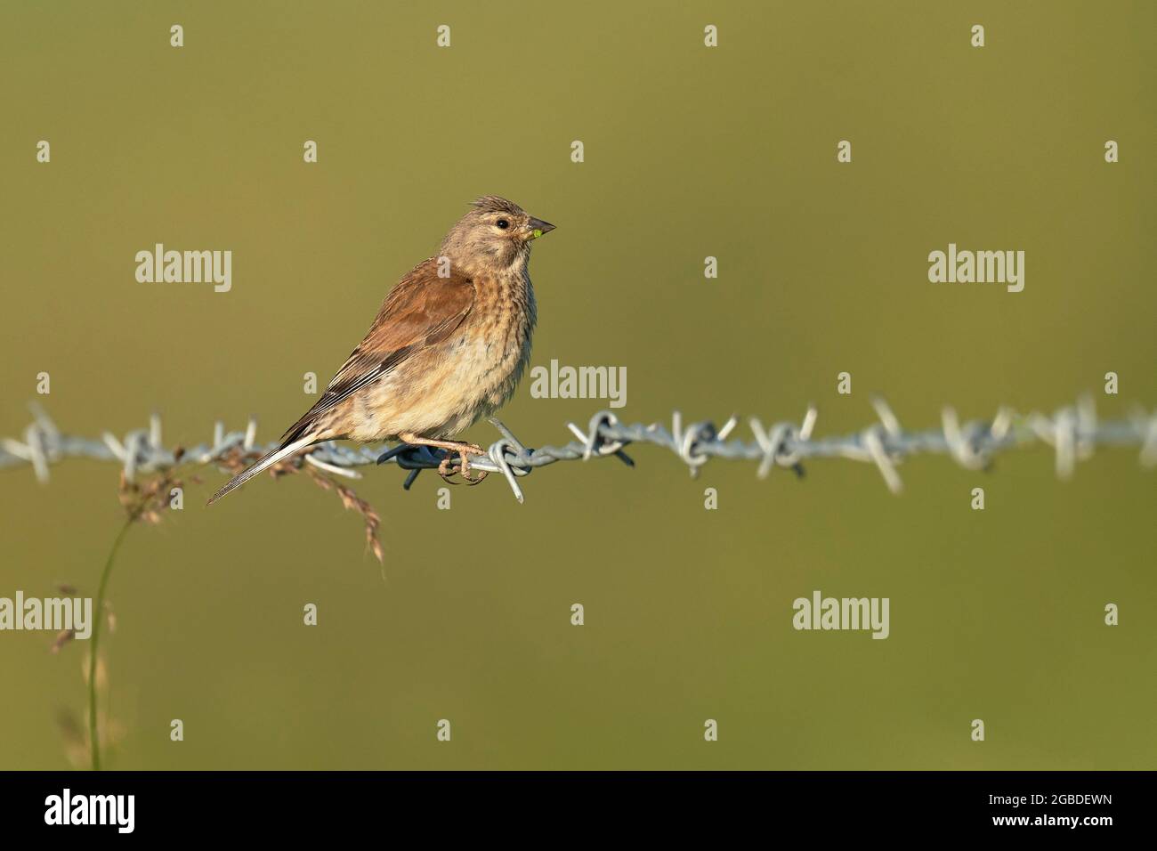 Linnet comune femminile - Linaria cannabina si attiva sull'alimentazione del filo spinato. Foto Stock