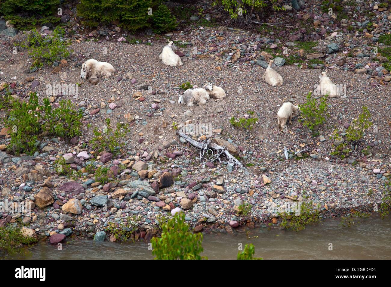 Mountain Goat, Goat Lick Crossing sull'autostrada 2, vicino al Glacier National Park, Montana Foto Stock