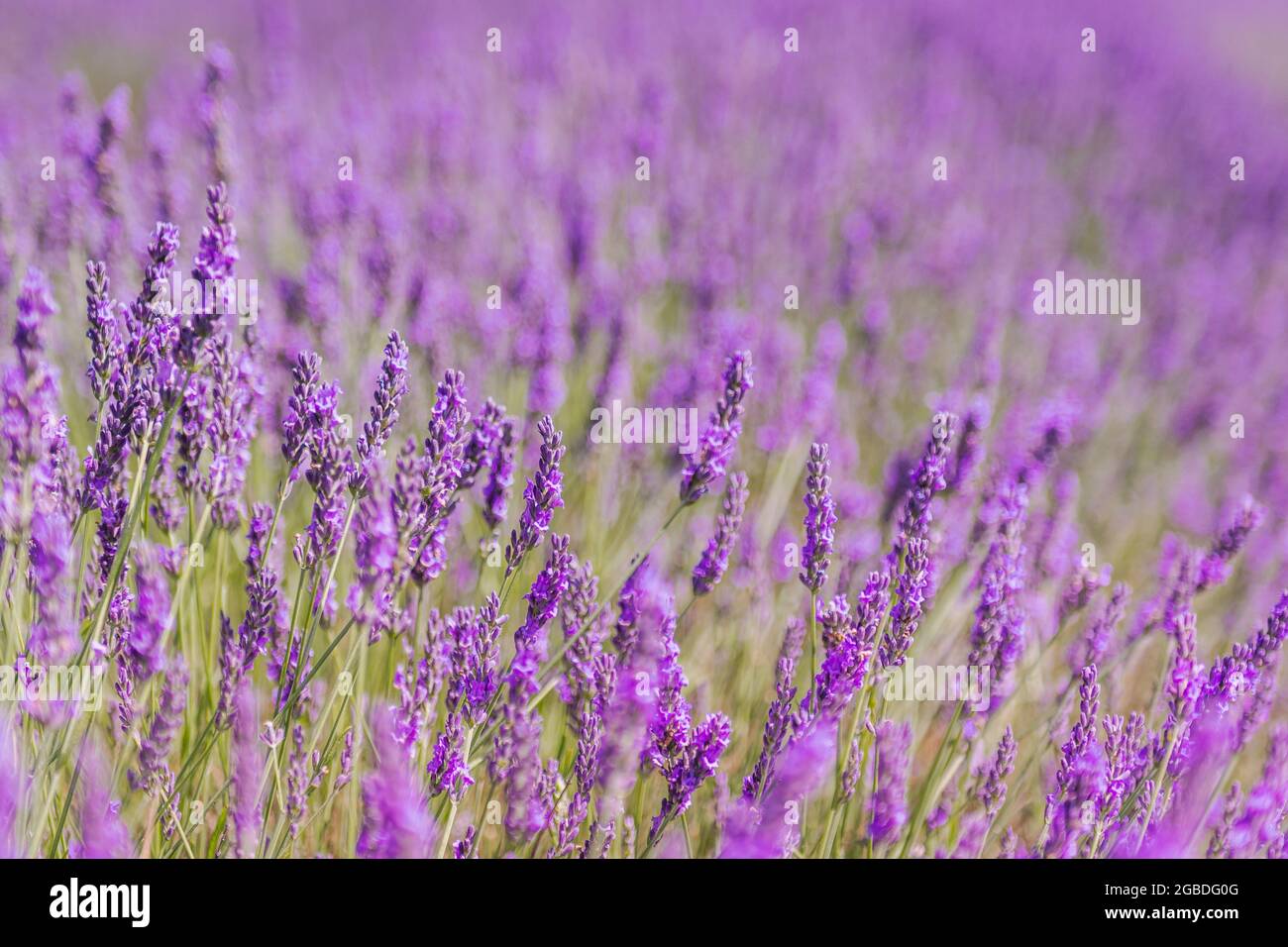 Campi di lavanda viola a Hitchin Lavender Farm, Hertfordshire Foto Stock