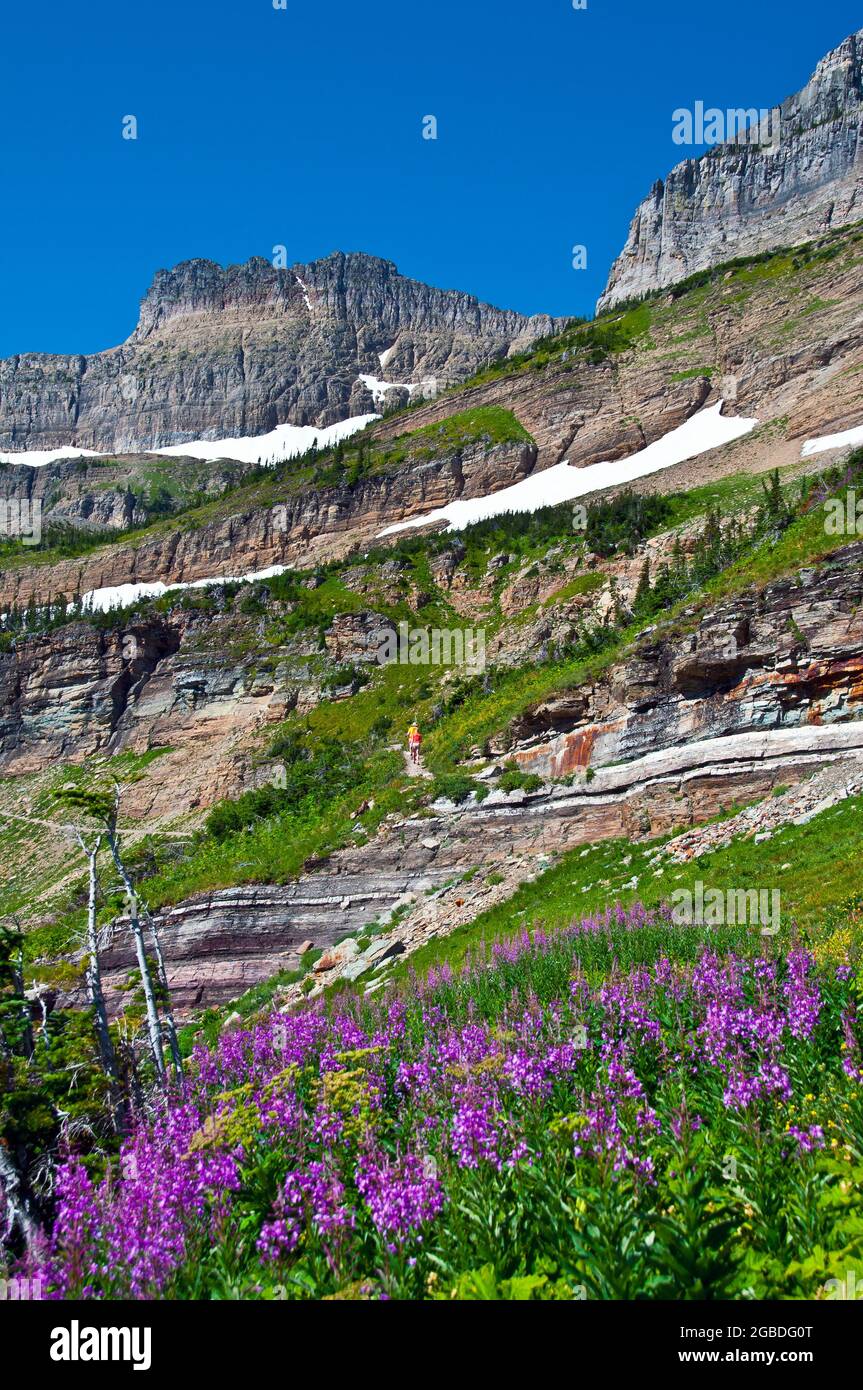 Fiori selvatici sul Ghiacciaio Grinell escursione, escursionista sul sentiero sopra, molti Ghiacciaio, Glacier National Park, Montana Foto Stock