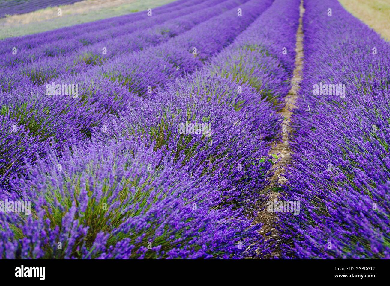 Campi di lavanda viola a Hitchin Lavender Farm, Hertfordshire Foto Stock