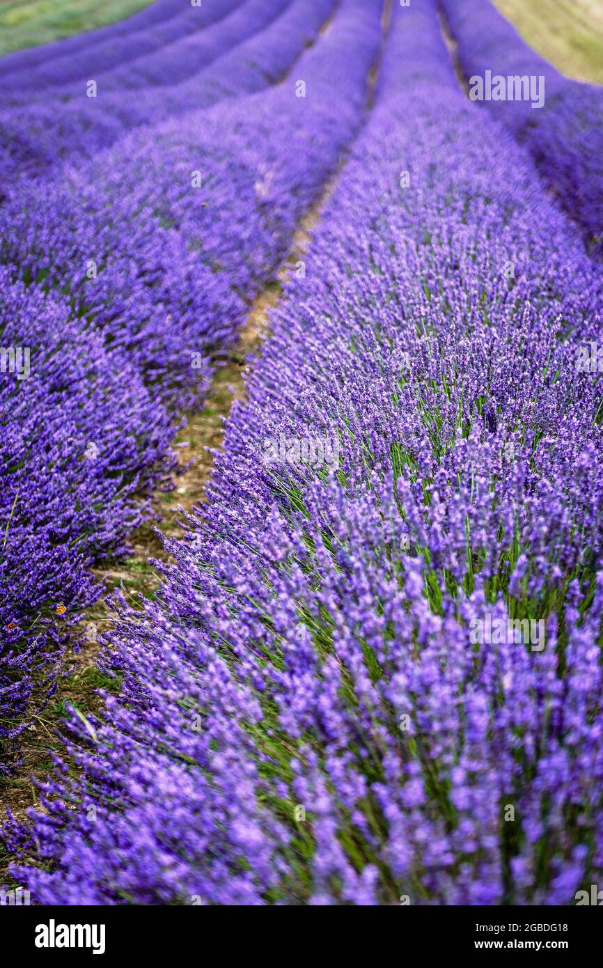 Campi di lavanda viola a Hitchin Lavender Farm, Hertfordshire Foto Stock