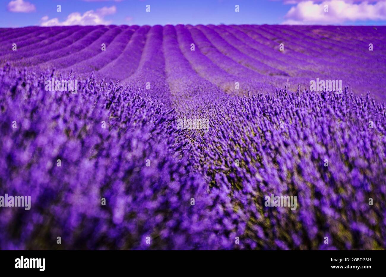 Campi di lavanda viola a Hitchin Lavender Farm, Hertfordshire Foto Stock