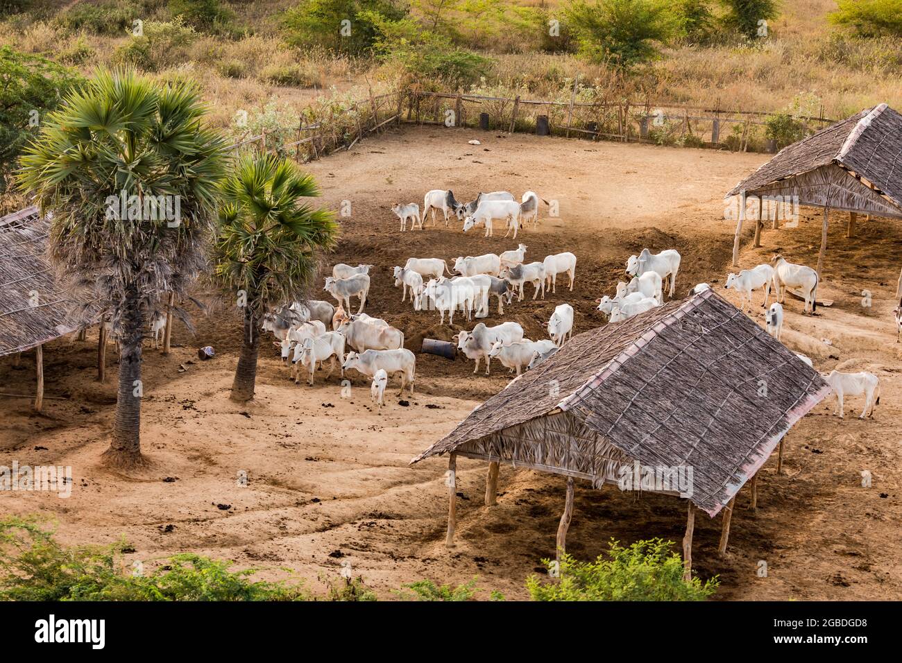 Vista aerea di una piccola fattoria con bestiame, palme e rifugi nella zona del sito culturale Bagan in Myanmar Foto Stock