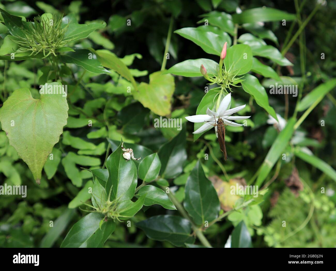Una piccola farfalla di marca che succhia nettare da un fiore bianco e un ragno bianco con mani sparse su un ramo vicino in attesa di prendere il burro Foto Stock
