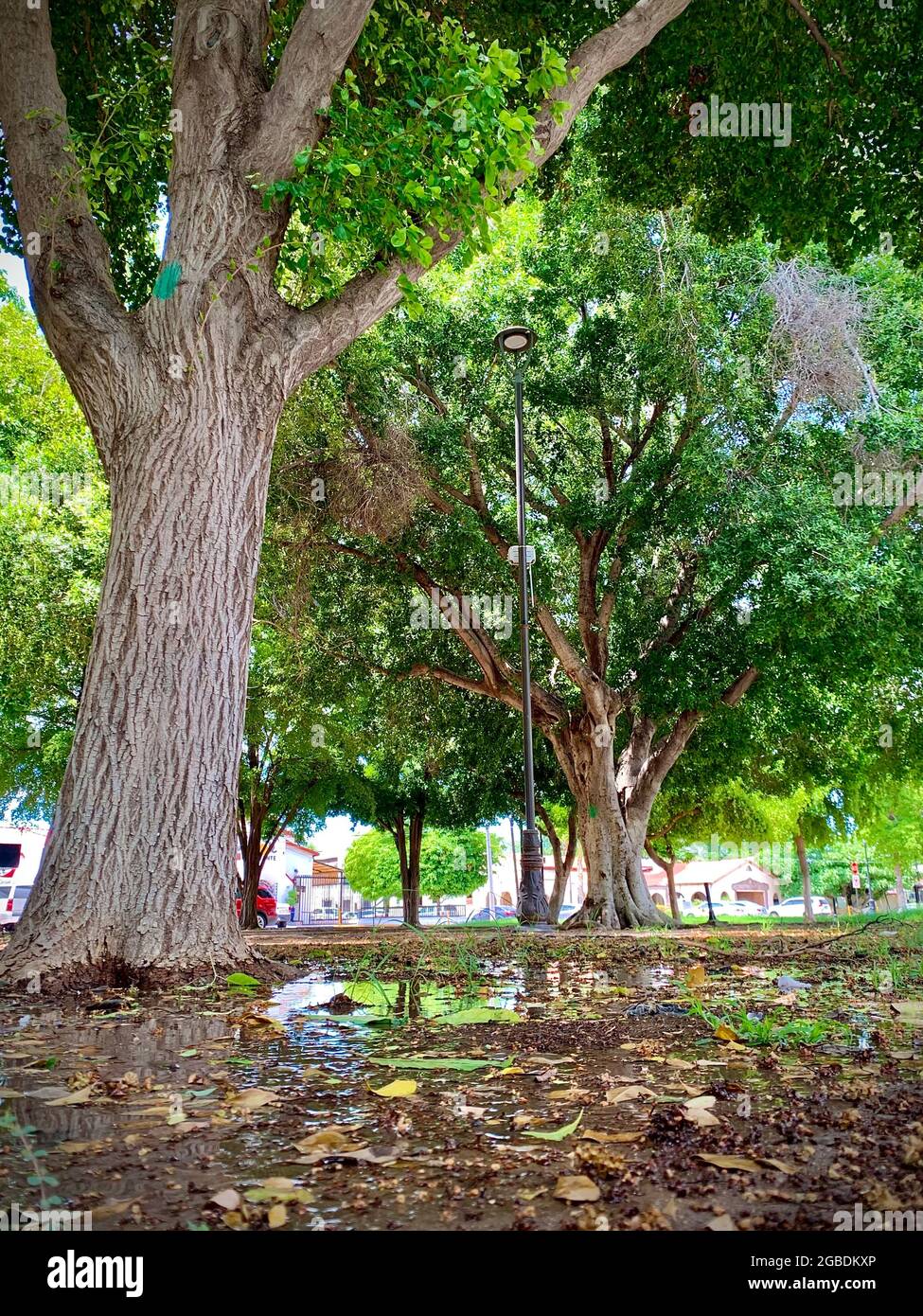 Foglie di alberi asciutte e acqua sul terreno dopo la pioggia durante l'estate nel quartiere Centenario nella città di Hermosillo, sonora, Messico. (Foto di Sebastian Gaxiola / NortePhoto.com). Hojas secas de arbol y agua en el suelo despues de la lluvia durante el verano en el Barrio Centenario en la ciudad Hermosillo, sonora, Messico. (Foto di Sebastian Gaxiola / NortePhoto.com). Foto Stock