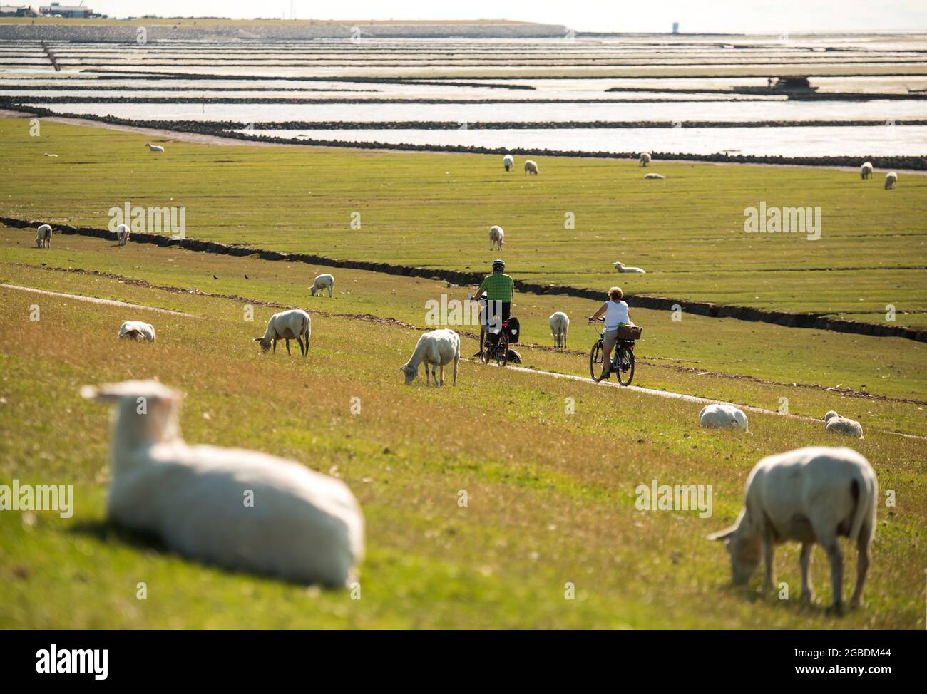 Elisabeth Sophien Koog, Germania. 3 agosto 2021. Pecore giacciono sulla diga sulla penisola Nordstrand, di fronte al Mare di Wadden del Mare del Nord. Sullo sfondo due ciclisti percorrono. Credit: Daniel Bockwoldt/dpa/Alamy Live News Foto Stock