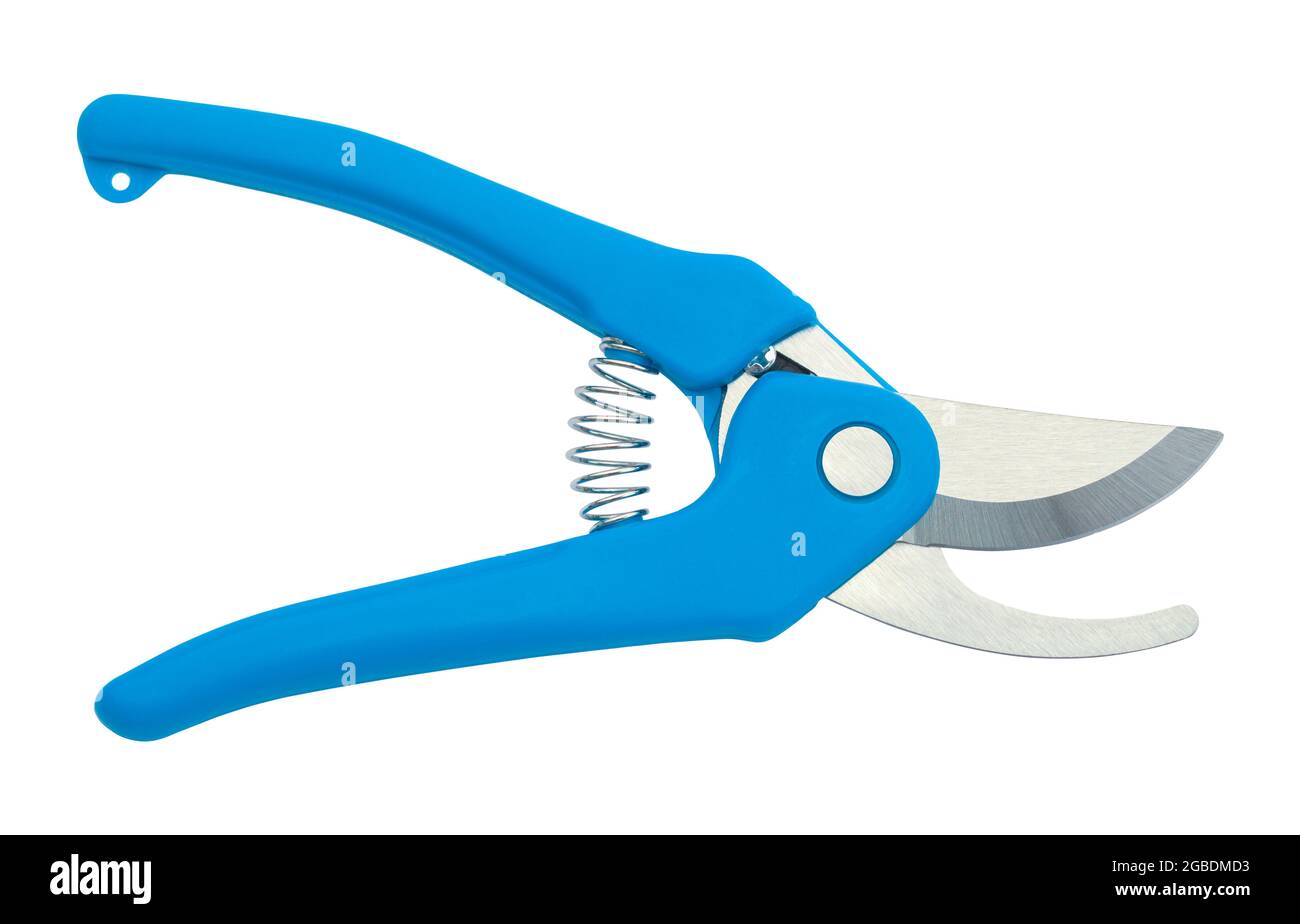 Cesoie per potatura blu tagliate su bianco. Foto Stock