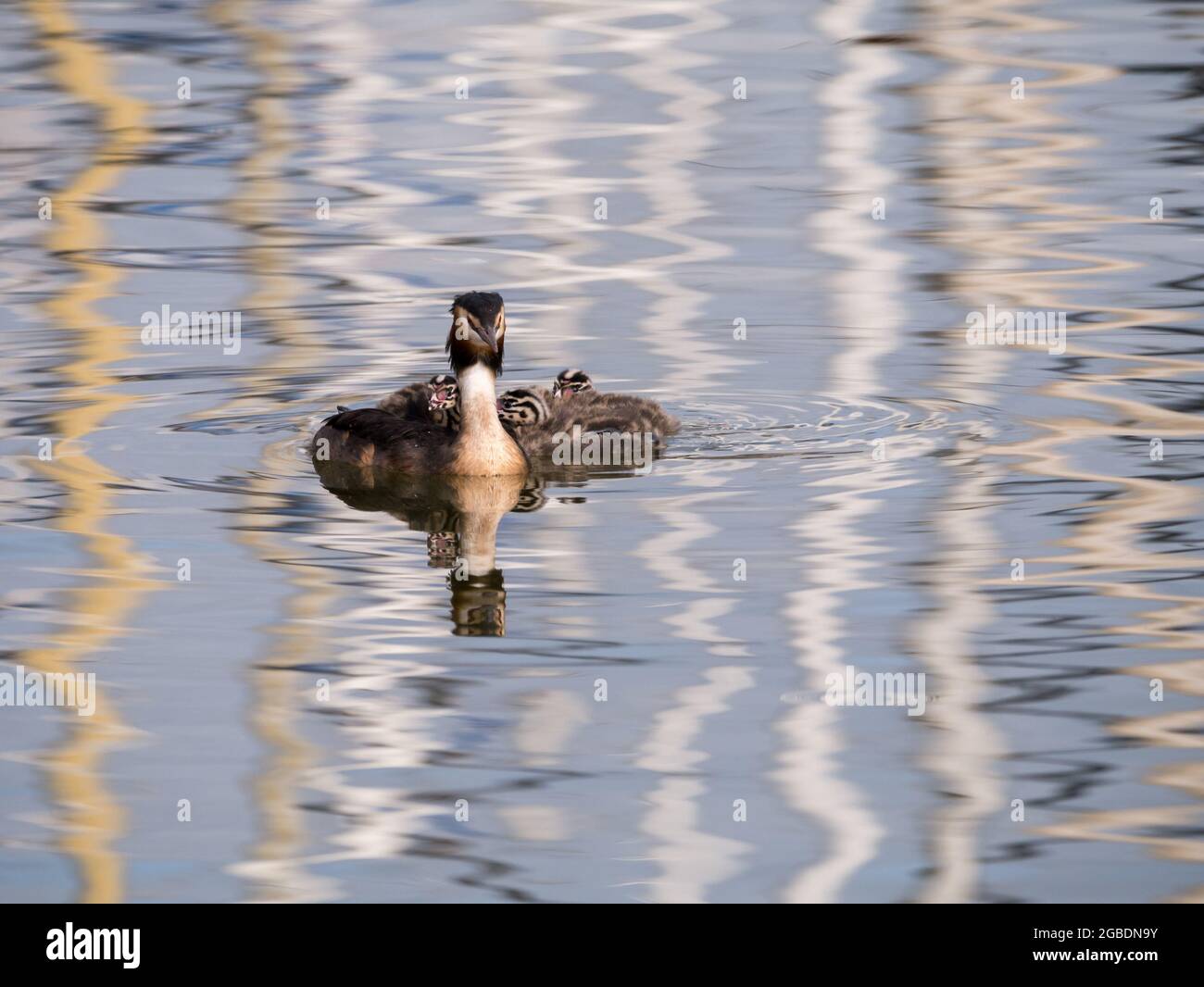 Grande grebe crestato, Podiceps cristatus, madre con tre bambini che nuotano, Olanda Foto Stock