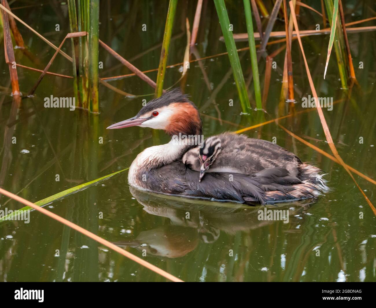 Svasso maggiore, Podiceps cristatus, capretti portati sul retro dell adulto, Paesi Bassi Foto Stock