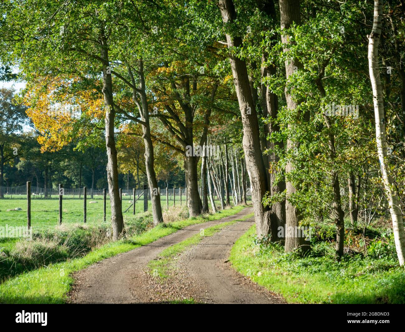 Strada di campagna non asfaltata con alberi di quercia su entrambi i lati in zona rurale vicino a Dwingelderveld, Drenthe, Paesi Bassi Foto Stock