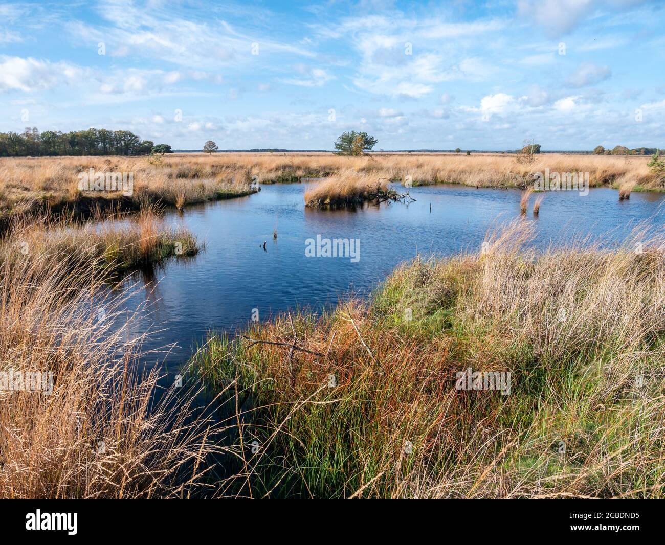 Moor erba e piscina d'acqua, torba nel parco nazionale Dwingelderveld, Drenthe, Paesi Bassi Foto Stock