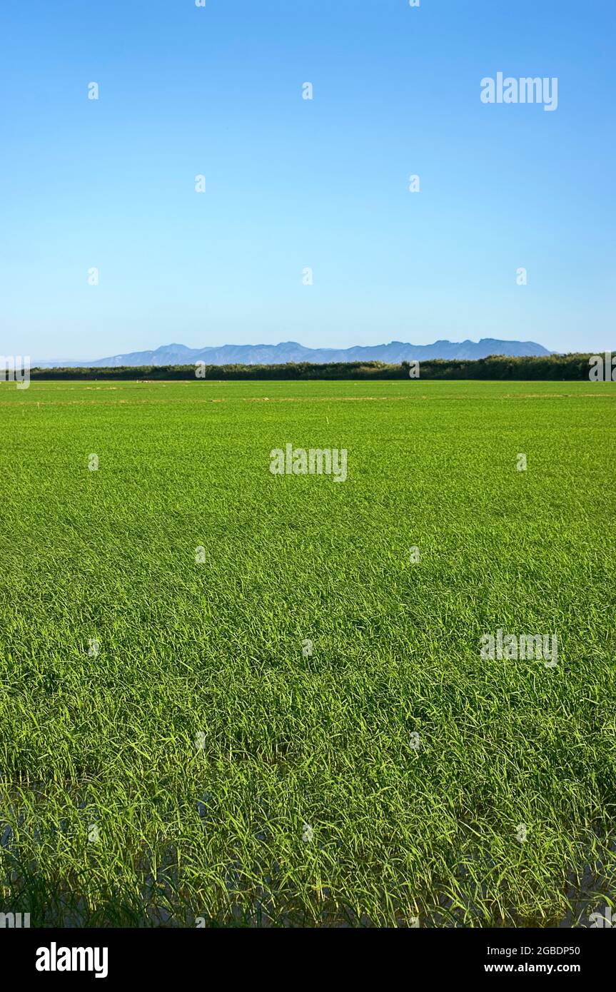 Campo di riso con cielo blu e montagne nel backgroun Foto Stock