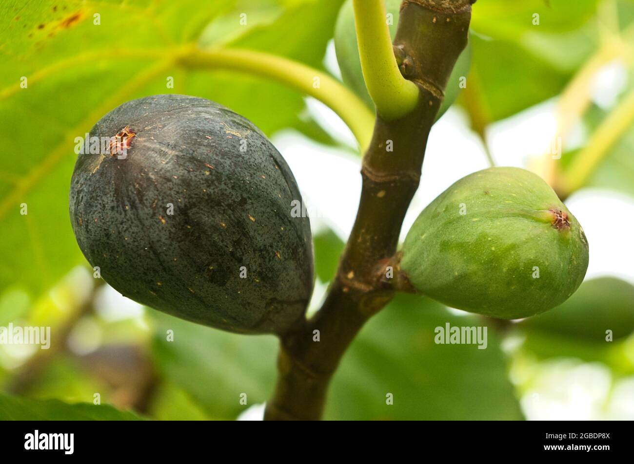 Un fico maturo e un altro verde preparato per la raccolta nel giardino biologico. Foto Stock