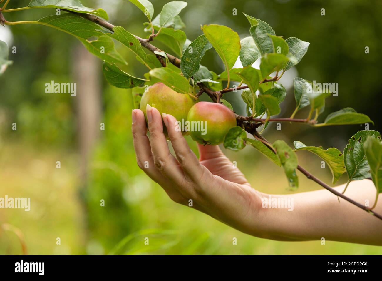 La mano della donna che raccoglie una mela fresca matura da un albero di mele godendo del suo stile di vita vegano sano mentre è circondato da verde, erba e alberi su Foto Stock