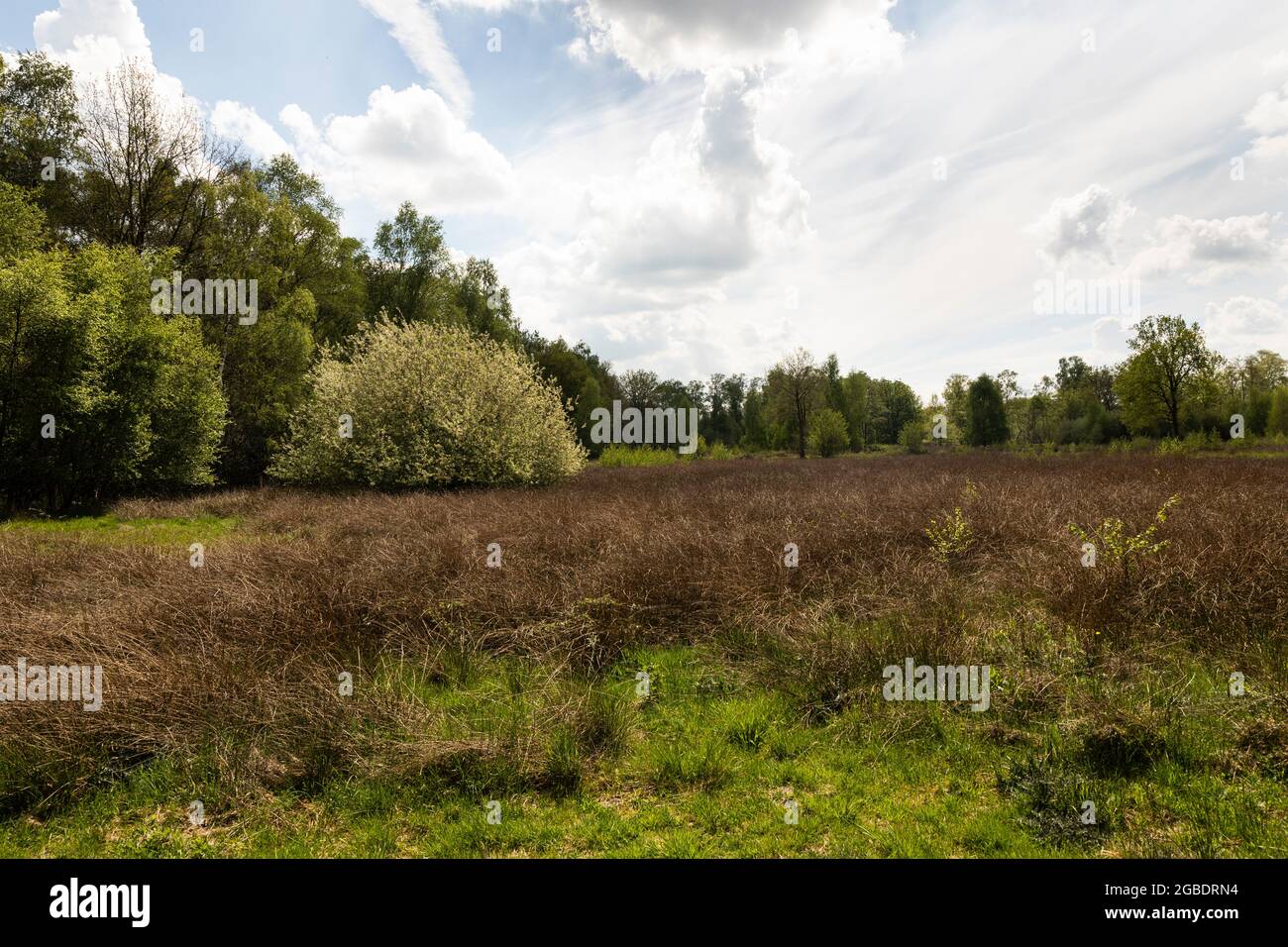 Brughiera in zona torba De Peel, campagna olandese nei Paesi Bassi durante la primavera con bella erba verde, erica, alberi e verde su una nuvolosa Foto Stock