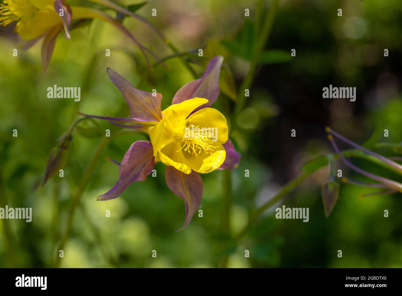 Viola e giallo columino Foto Stock